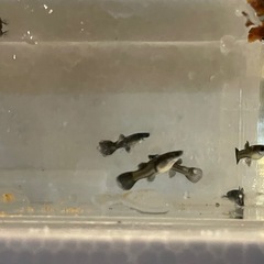 【 国産グッピー 】 『 フルブラック 』 ( 若魚・5匹)の画像