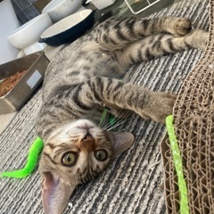 キジトラ♀メス3ヶ月〜3ヶ月半くらい