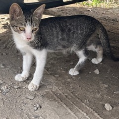 生後3，5ヶ月　雄猫