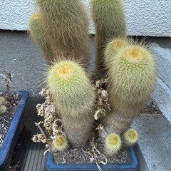 サボテン②の画像