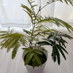 エバーフレッシュ ネムノキ 観葉植物 曲がり仕立て 鉢植え 6号鉢の画像