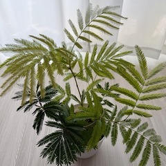 エバーフレッシュ ネムノキ 観葉植物 曲がり仕立て 鉢植え 6号鉢の画像