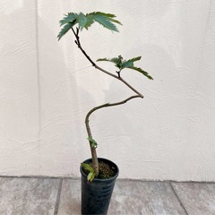 エバーフレッシュ ネムノキ 観葉植物 曲がり仕立て 鉢植え 6号鉢の画像