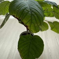 フィカス ウンベラータ 観葉植物 鉢植え 6号鉢の画像