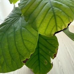 フィカス ウンベラータ 観葉植物 鉢植え 6号鉢の画像