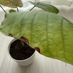 フィカス ウンベラータ 観葉植物 鉢植え 6号鉢の画像