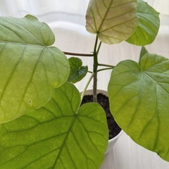 フィカス ウンベラータ 観葉植物 鉢植え 6号鉢の画像