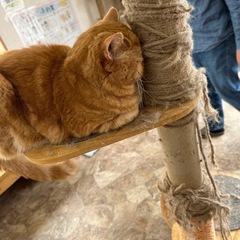 30代のお友達募集🐈‍⬛