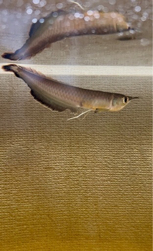 ブラックアロワナ(ワイルド)(熱帯魚)(取引中)