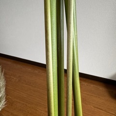 2025 パンパスグラスの画像