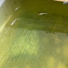 朱菊光×花魁の稚魚売ります（10匹）の画像