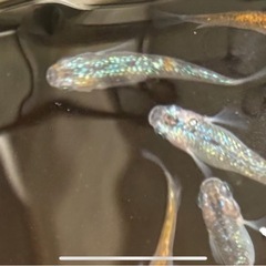 ⚠️次回、09/05(金)〜09/07(日)取引限定　★３品種🐟高級メダカ・拡張セット・計20匹の画像