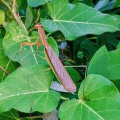 オオカマキリ　♂単品の画像