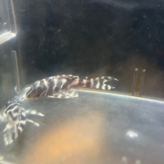 熱帯魚キンペコ3匹セットの画像