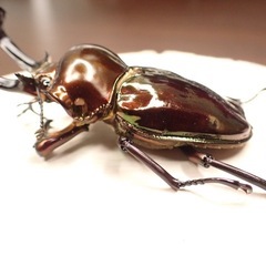 ニジイロクワガタ　アンバー　良光沢の画像