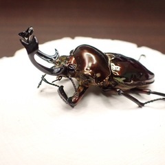 ニジイロクワガタ　アンバー　良光沢の画像