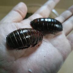 奇蟲、昆虫好きの方、友達になって昆虫の話しをしたりイベント…