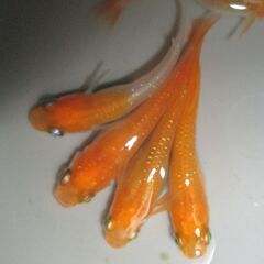 決まりました。メダカ「紅帝(こうてい)ラメ」成魚の画像