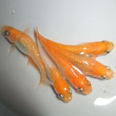 決まりました。メダカ「紅帝(こうてい)ラメ」成魚の画像