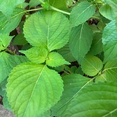🌱シソの画像