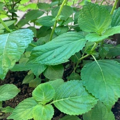 🌱シソの画像