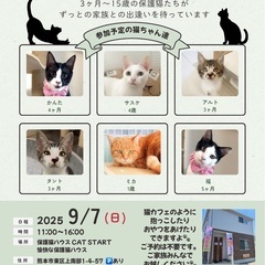 😽キャットスタート😽ふれあい保護猫譲渡会☘️