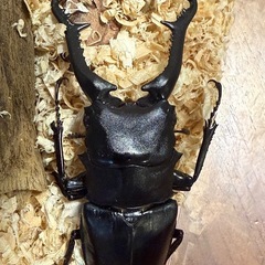 ギラファノコギリクワガタ♂の画像