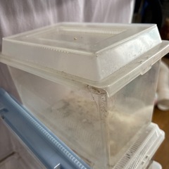 虫カゴ　プラケース4つの画像