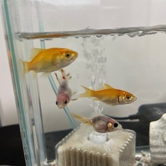 予約済 金魚 里親募集の画像