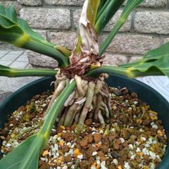 コレクター必見！　希少！　珍しい観葉植物の画像