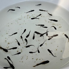 (決まりました)めだか　吽形　稚魚〜幼魚10匹+aの画像