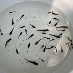(決まりました)めだか　吽形　稚魚〜幼魚10匹+aの画像
