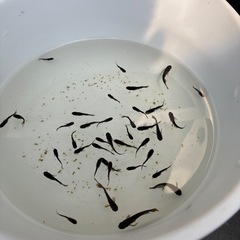 (決まりました)めだか　吽形　稚魚〜幼魚10匹+aの画像