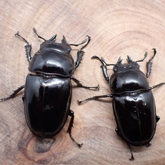 レギウスオオツヤクワガタ　♀単　新成虫　おまけ付きの画像