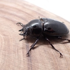 レギウスオオツヤクワガタ　♀単　新成虫　おまけ付きの画像
