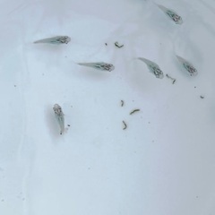 【深海ダルマ】メダカ 若魚 5匹セット（無選別）めだかの画像