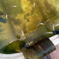紅ほっぺの若魚の画像