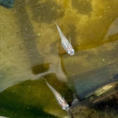 紅ほっぺの若魚の画像