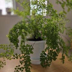観葉植物植え替え、相談承りますの画像