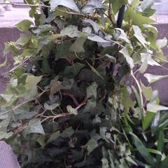 観葉植物　ヘデラの画像