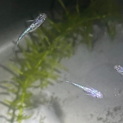 サファイアメダカ３匹の画像