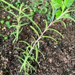 🌿ローズマリーの画像