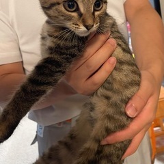 キジトラメス 仔猫　☆9/13/2025犬猫クリニックこの…