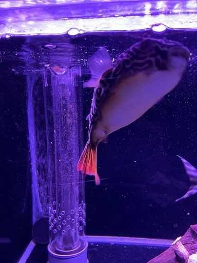 テトラオドンムブ　23cmぐらい　フグ　熱帯魚 テトラオドンムブ 23cmぐらい フグ 熱帯魚