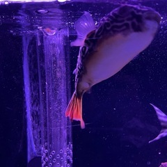 テトラオドンムブ　22cmぐらい　フグ　熱帯魚の画像