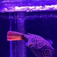 テトラオドンムブ　22cmぐらい　フグ　熱帯魚の画像