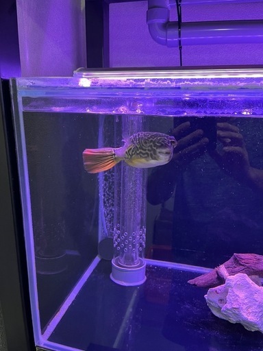 テトラオドンムブ　23cmぐらい　フグ　熱帯魚