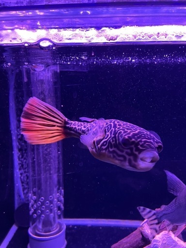 テトラオドンムブ　23cmぐらい　フグ　熱帯魚 テトラオドンムブ 23cmぐらい フグ 熱帯魚