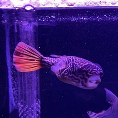 テトラオドンムブ　22cmぐらい　フグ　熱帯魚の画像
