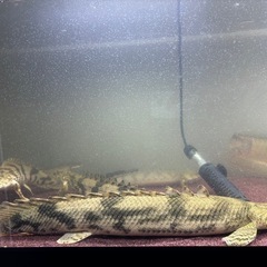エンドリケリー ビキールビキール コンゴ産 大型熱帯魚 の画像